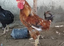 ديج عرب ديج عرب