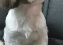 My beautiful 8 months Shih tzu for sale 07 My beautiful 8 months Shih tzu for sale 07