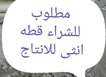 قطه انثى للانتاج قطه انثى للانتاج