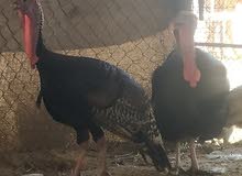 رومي منتج رومي منتج