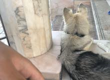 انثى جيرمن للبيع انثى جيرمن للبيع