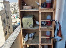 اربع جواز مع قن عشرين دينار
