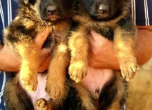 german shepherd king size german shepherd king size