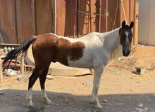 خصي من النوادر سلالة بنيتو خصي من النوادر سلالة بنيتو