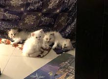 4 Himalayan - Ragdoll kittens - راغدول ميكس هميلاين