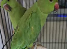 2 ببغاء درة 2 ببغاء درة