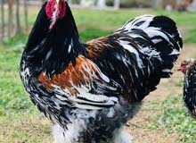 دجاج بارهما دجاج بارهما
