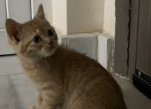 قطة شيرازية صغيرة