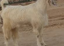 للبيع عنز ظروبه رباع سلم سن وديد. للبيع جفره العمر 4 شهور سمينه للبيع عنز ظروبه رباع سلم سن وديد. للبيع جفره العمر 4 شهور سمينه