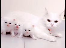 قطط للبيع Cat for sale قطط للبيع Cat for sale