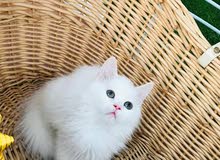 قطة شيرازي 70 يوم للبيع/ Persian kitten 70 days for sale