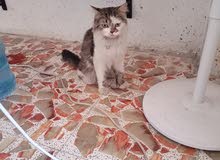 قط سيبيري قط سيبيري