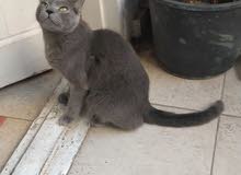 (russian blue cat) بنت (russian blue cat) بنت