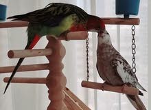 Tamed Rosella/روزيلا أليف Tamed Rosella/روزيلا أليف