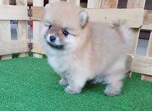 100% PURE AND HEALTHY POMERANIAN FOR SALE