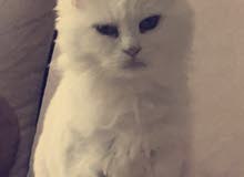 Persian female cat for adoption Persian female cat for adoption