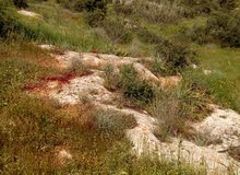 أرض مطلة في أجمل مناطق جرش - الاردن أرض مطلة في أجمل مناطق جرش - الاردن