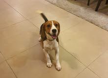 Beagle dog for sale Beagle dog for sale