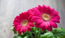 مطلوب منسق أزهار مطلوب منسق أزهار
