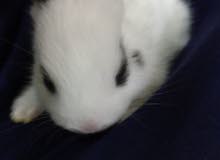 8 baby rabbits age 1 month 8 baby rabbits age 1 month