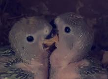 لفبيرد قرين رد فيس lovebirds green red face لفبيرد قرين رد فيس lovebirds green red face