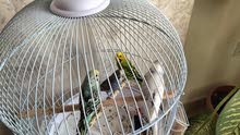 4 birds with box for sale 2 men and 2 females
