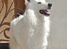 جراوي وايت جيرمن white german shepherd puppies جراوي وايت جيرمن white german shepherd puppies