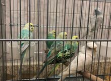 مجموعة طيور اقرة الوصف مجموعة طيور اقرة الوصف