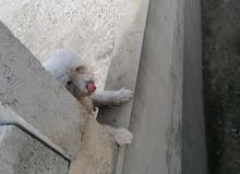 bichon bichon