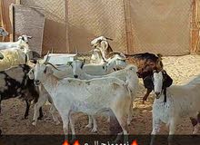 حلال محلي العدد 20 حلال محلي العدد 20