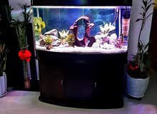 aquarium 350L with cupboard aquarium 350L with cupboard
