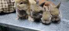 ارانب قزم dwarf rabbits ارانب قزم dwarf rabbits