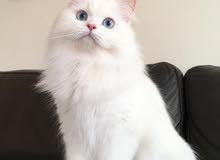 white persian white persian