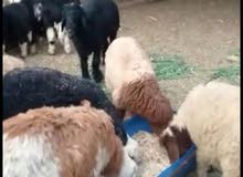 للبيع أضاحي ( نعيمي - نجدي ) للبيع أضاحي ( نعيمي - نجدي )