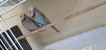 4 pairs of English Budgies with cage 4 pairs of English Budgies with cage