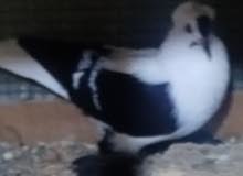 حمام سكسوني حمام سكسوني