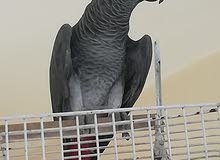 Wanted to buy a female Casco
مطلوب شراء كاسكو انثى Wanted to buy a female Casco
مطلوب شراء كاسكو انثى