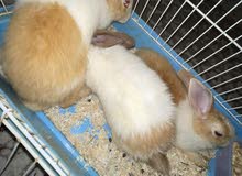Rabbit Rabbit