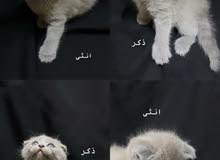 قطط للبيع قطط للبيع
