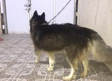 هاسكي للبيع مالموت شوفو الوصف هاسكي للبيع مالموت شوفو الوصف