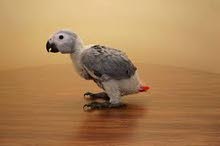 Need africa  grey parrot baby
