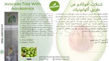 شتلات الأفوكادو عن طريق أكوابونيك/ Avocado Tree With Aquaponics شتلات الأفوكادو عن طريق أكوابونيك/ Avocado Tree With Aquaponics