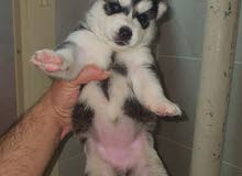 husky puppies husky puppies