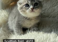 Scottish kittens for Sale