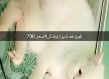 قط شيرازي قط شيرازي