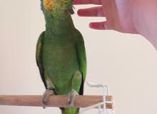 Amazon parrot so friendly with cage Amazon parrot so friendly with cage
