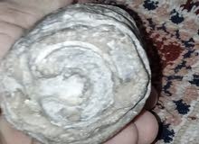 حلزون متحجر حلزون متحجر