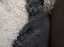 male British 2 month old male British 2 month old