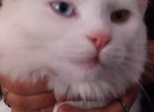شيرازي شيرازي