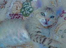 قطه اللبيع قطه اللبيع